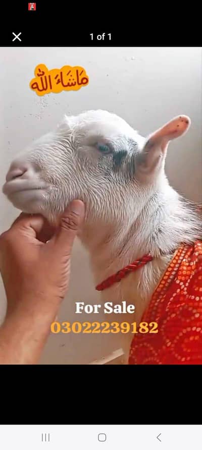 Pink Nose, White Eyes Breeder Quality Tedda