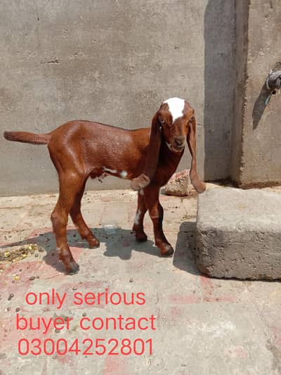 pure nagra beetal male kids for sale