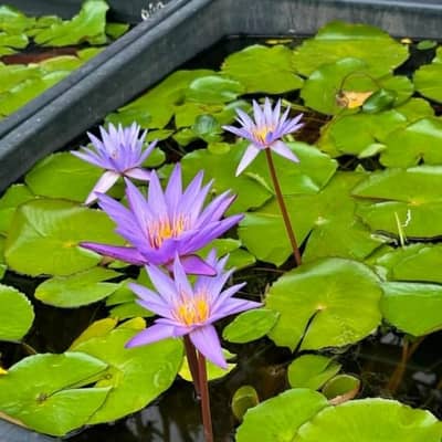 water lilly n other plants