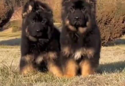 German Shepherd dog for sale male or female my 344=78=70160