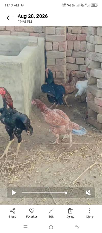 quality wali murgian breeder murga