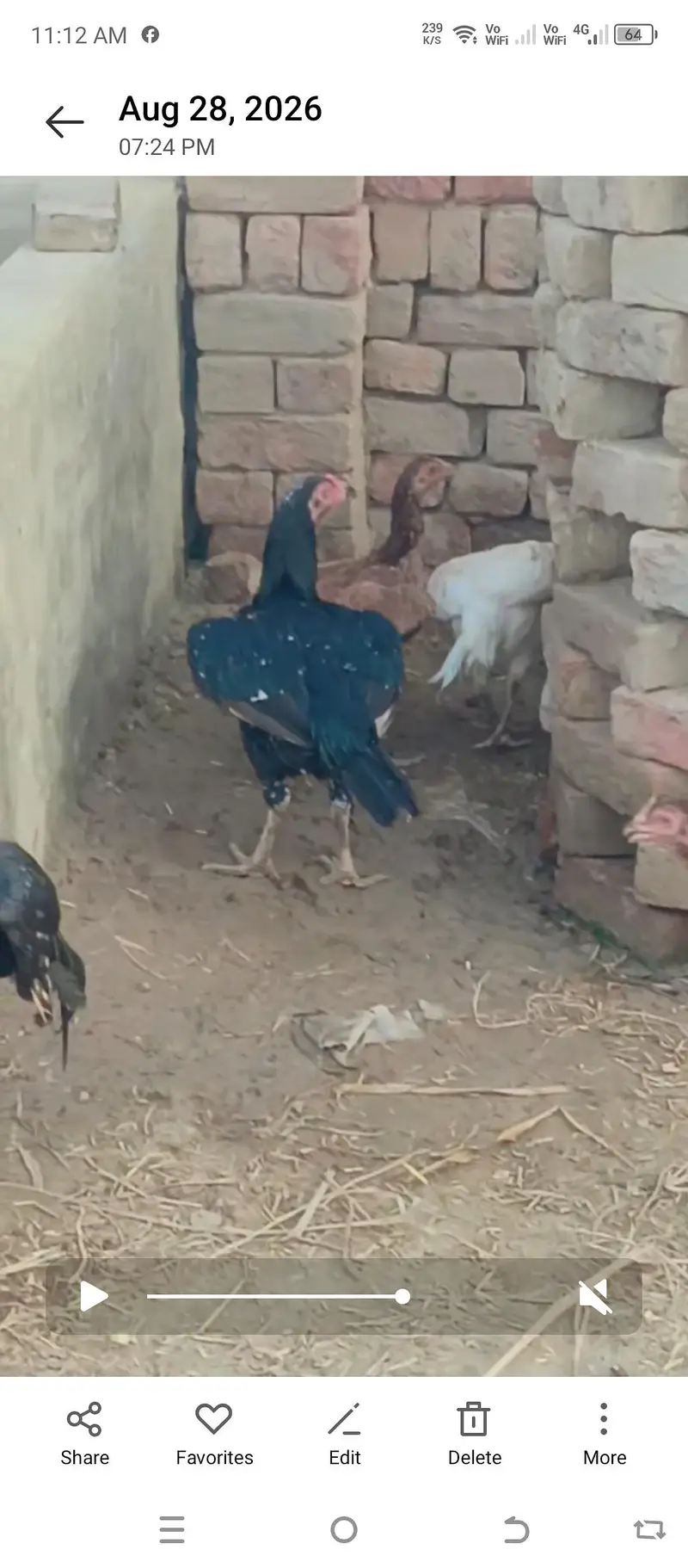 quality wali murgian breeder murga — photo 2
