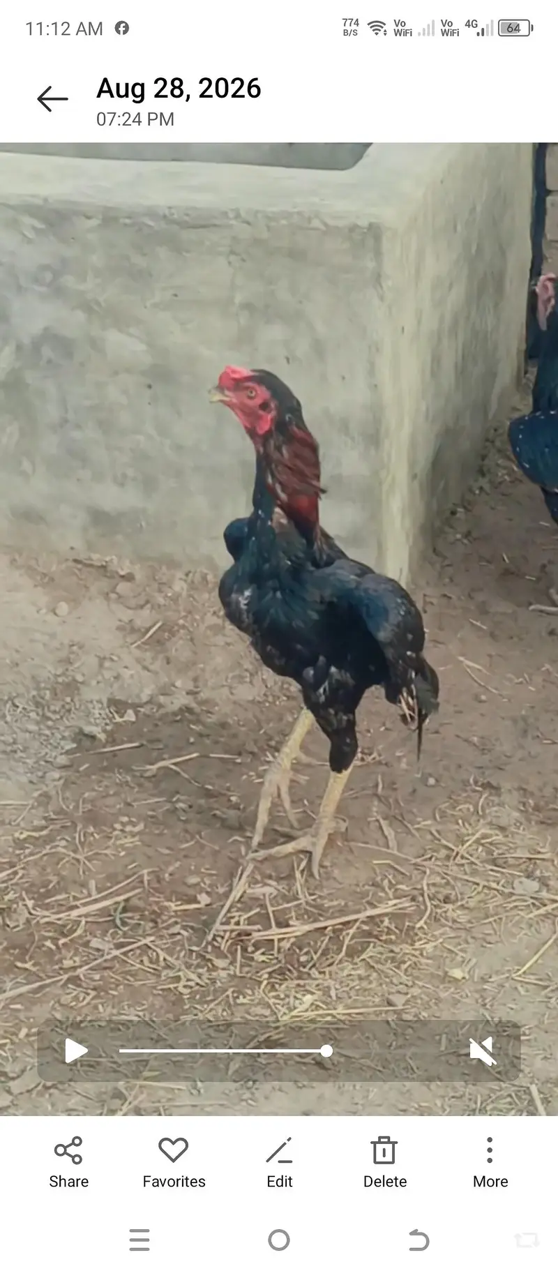 quality wali murgian breeder murga — photo 3