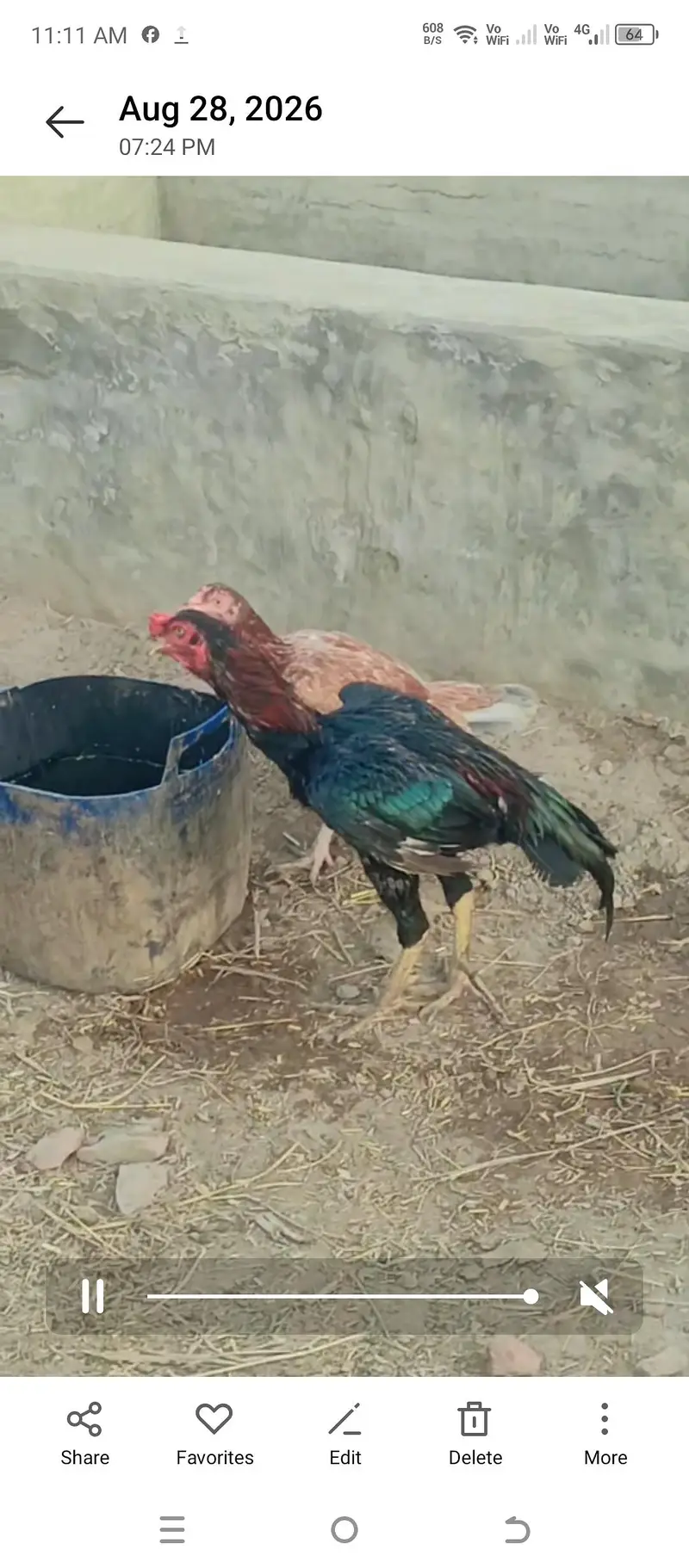 quality wali murgian breeder murga — photo 4