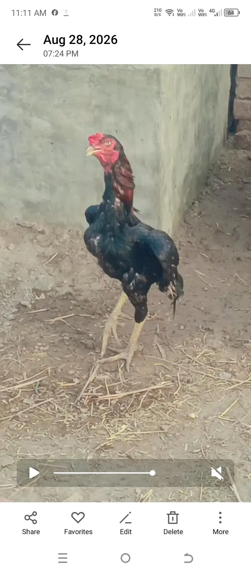 quality wali murgian breeder murga — photo 5
