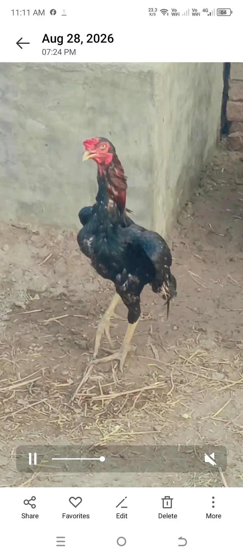 quality wali murgian breeder murga — photo 7
