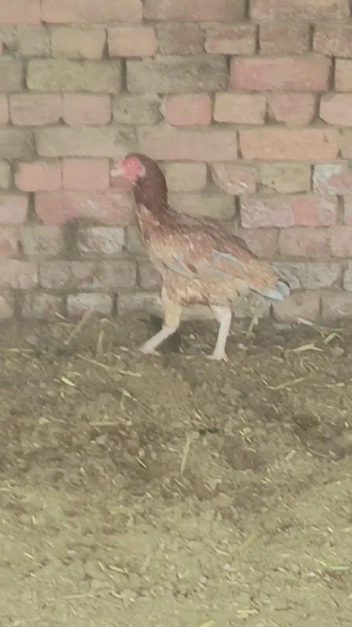 quality wali murgian breeder murga — photo 8