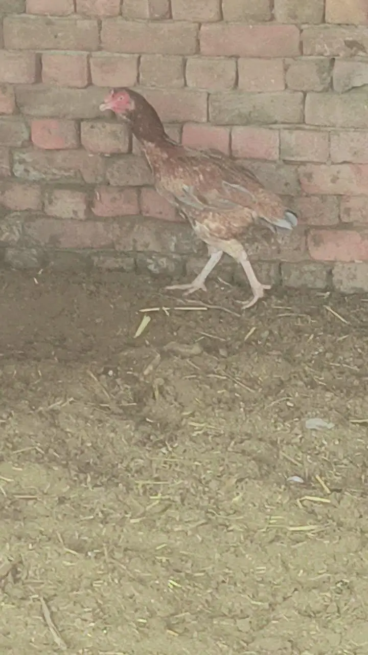 quality wali murgian breeder murga — photo 9