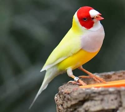 2 Lotino Gouldean Male and 1 Green back Female