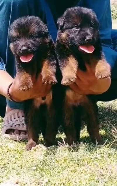 German Shepherd pair | Imported Bloodline | GSD dog | double coat