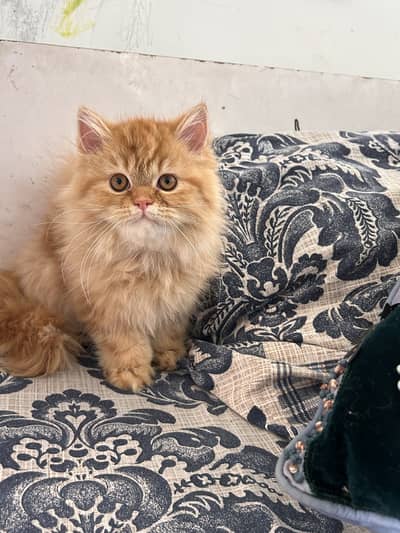 Ginger Female Persian Cat