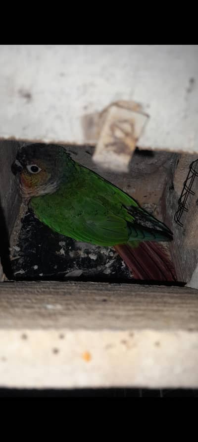 Conure Breeder pair with Dna