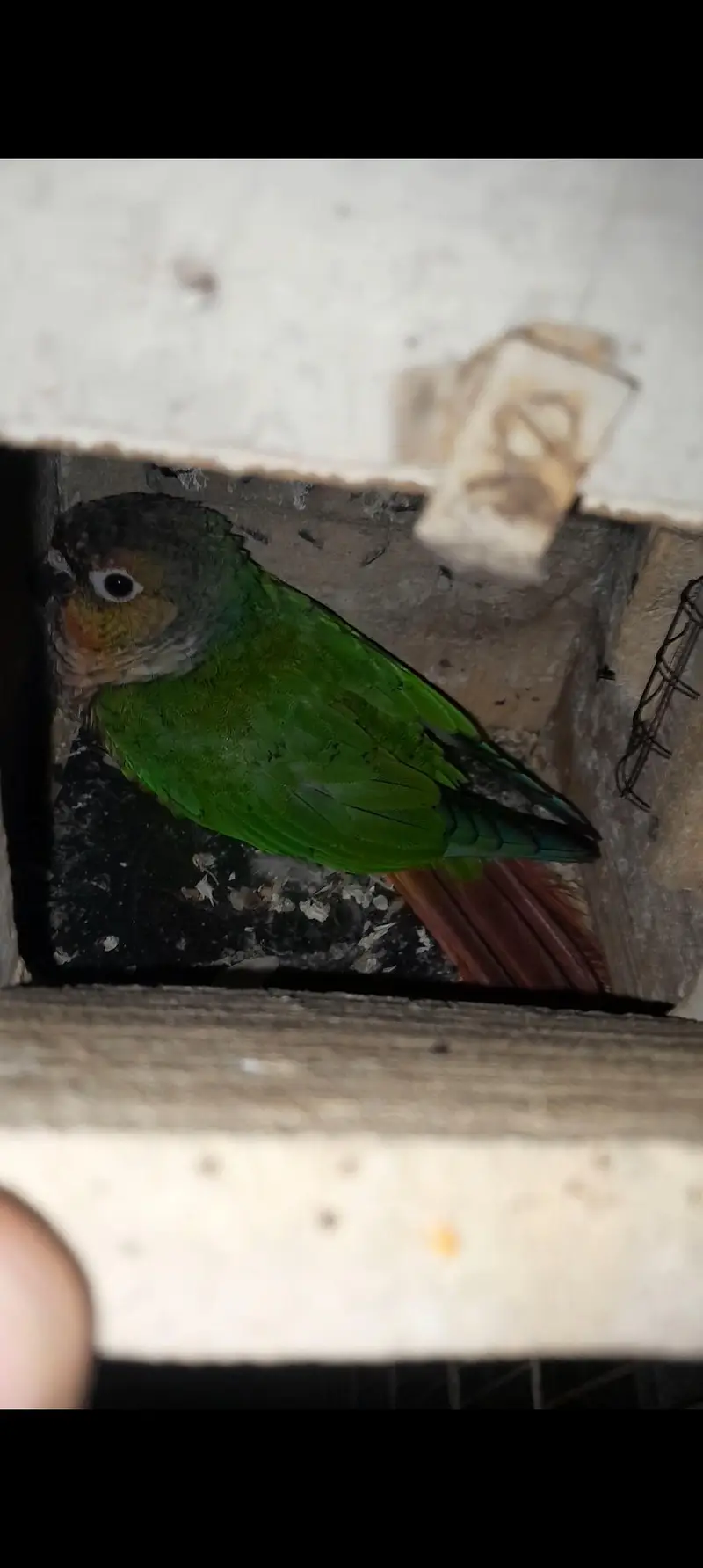 Conure Breeder pair with Dna — photo 2