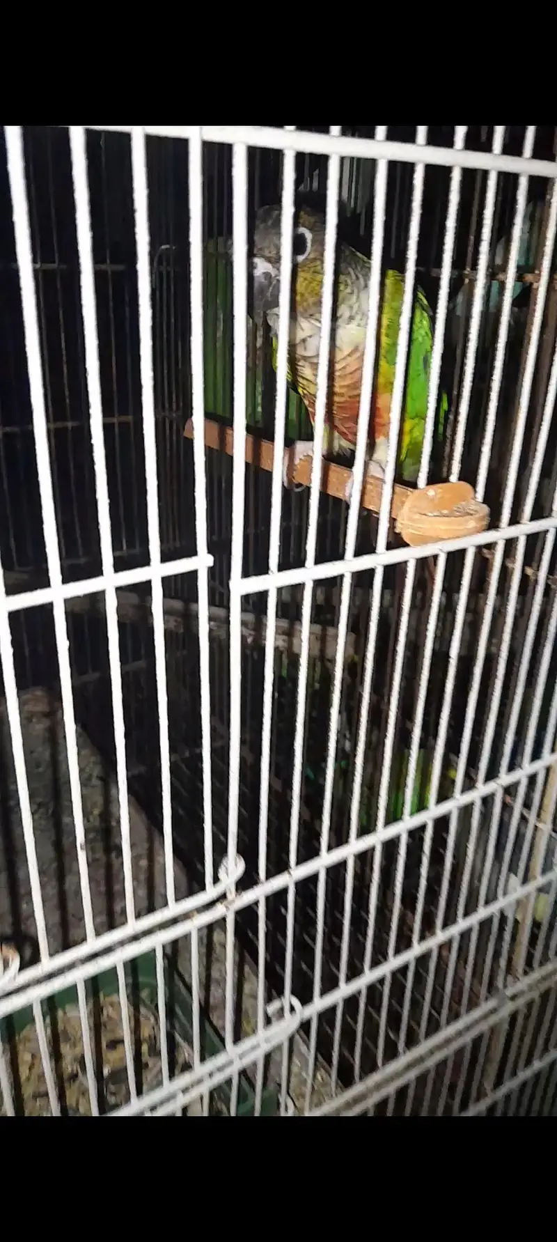 Conure Breeder pair with Dna — photo 3