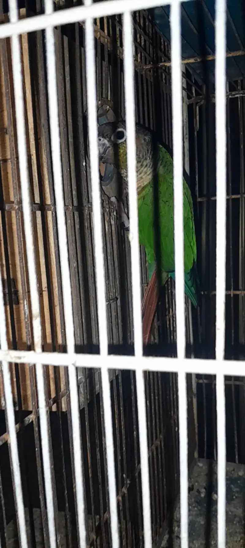 Conure Breeder pair with Dna — photo 4