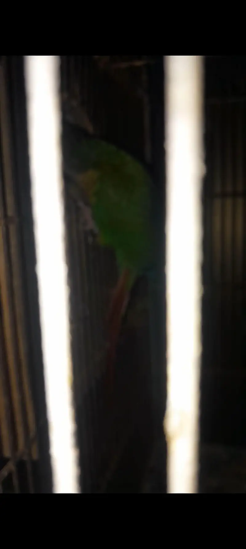 Conure Breeder pair with Dna — photo 5