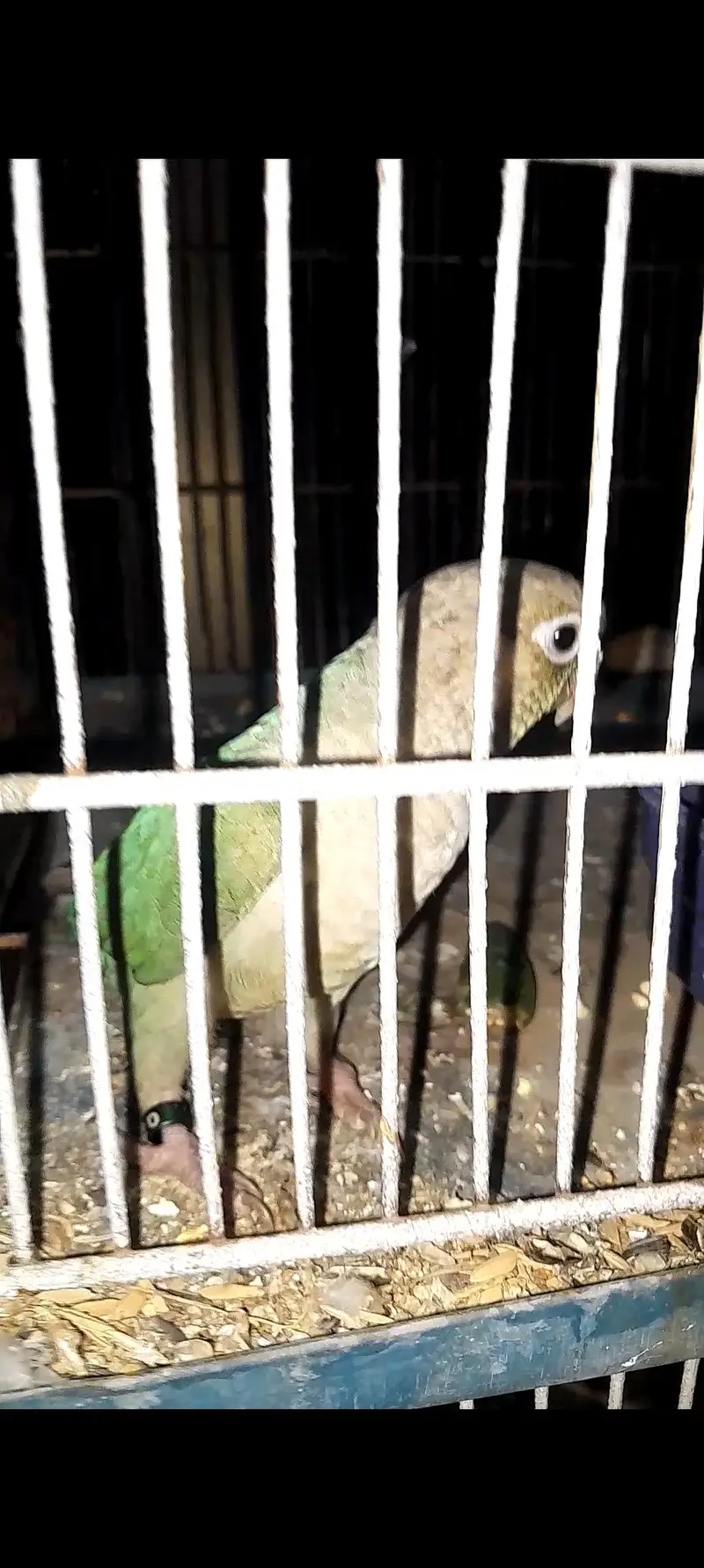 Conure Breeder pair with Dna — photo 7
