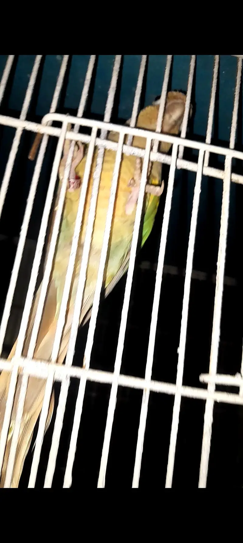 Conure Breeder pair with Dna — photo 9