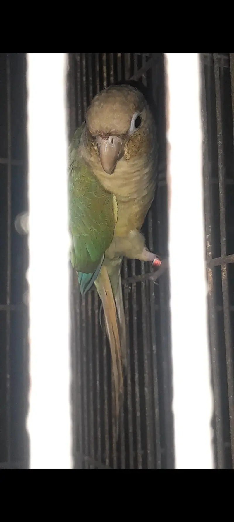 Conure Breeder pair with Dna — photo 10
