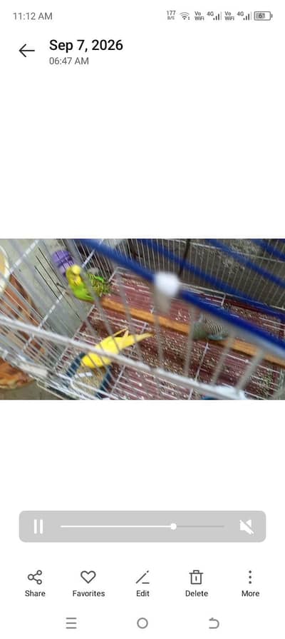 5 pair budgies with cage