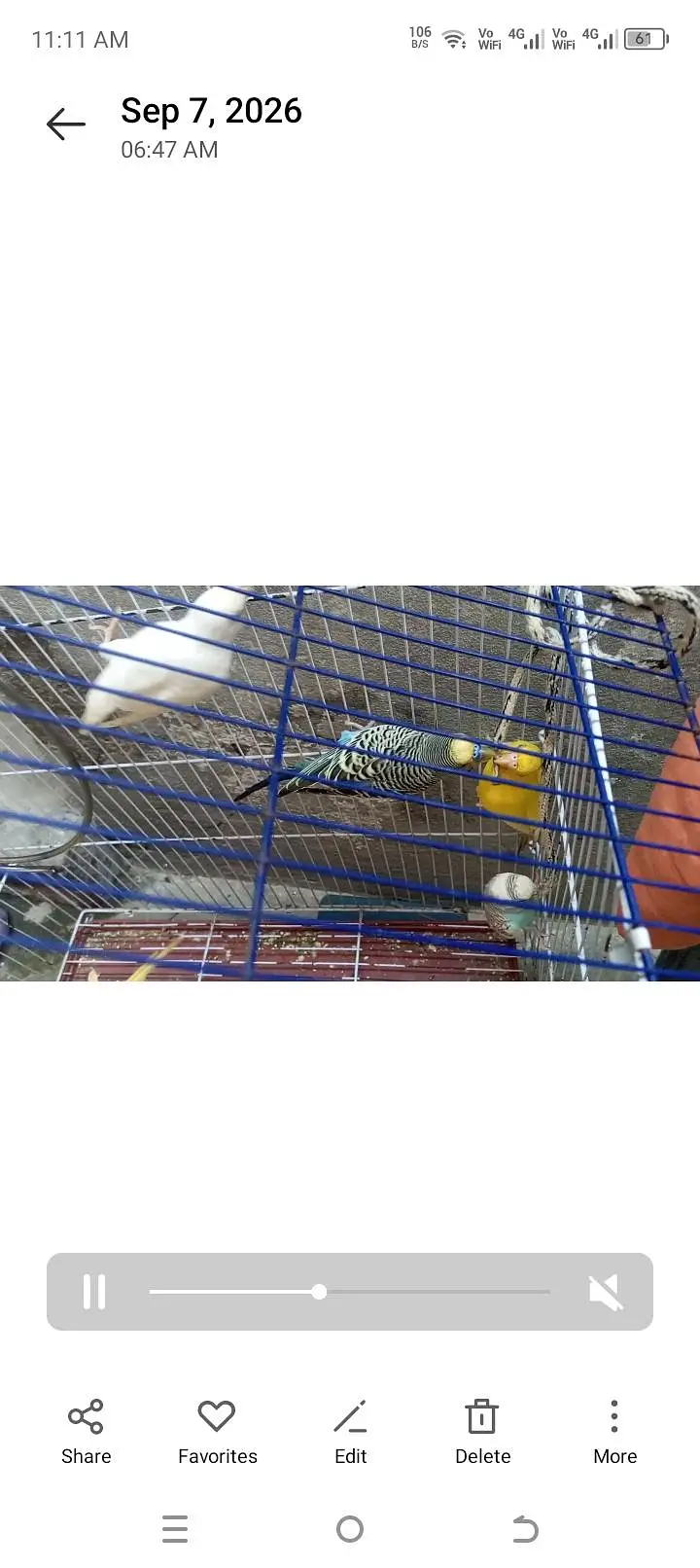 5 pair budgies with cage — photo 2
