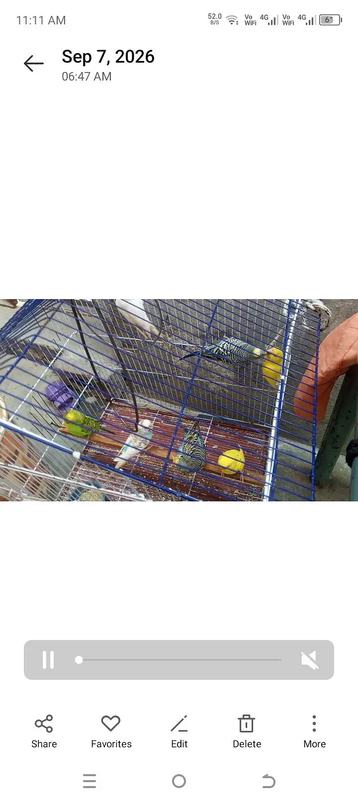 5 pair budgies with cage — photo 3
