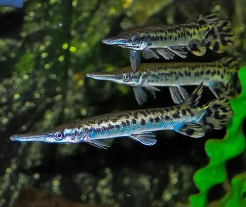 re-home Your Monster fish