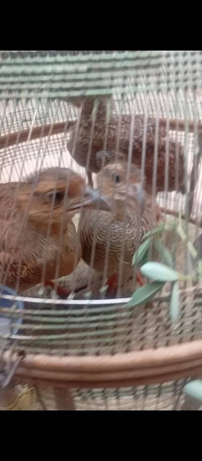 dahkn pair iarne pair healthy car go all paksitan