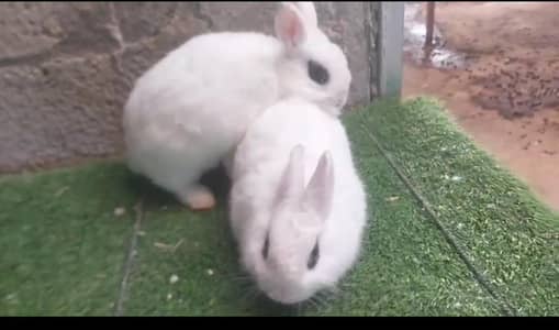 Supreme Quality Hotot dwarf young breeder pair