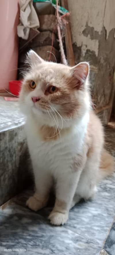 Persian Male Cat