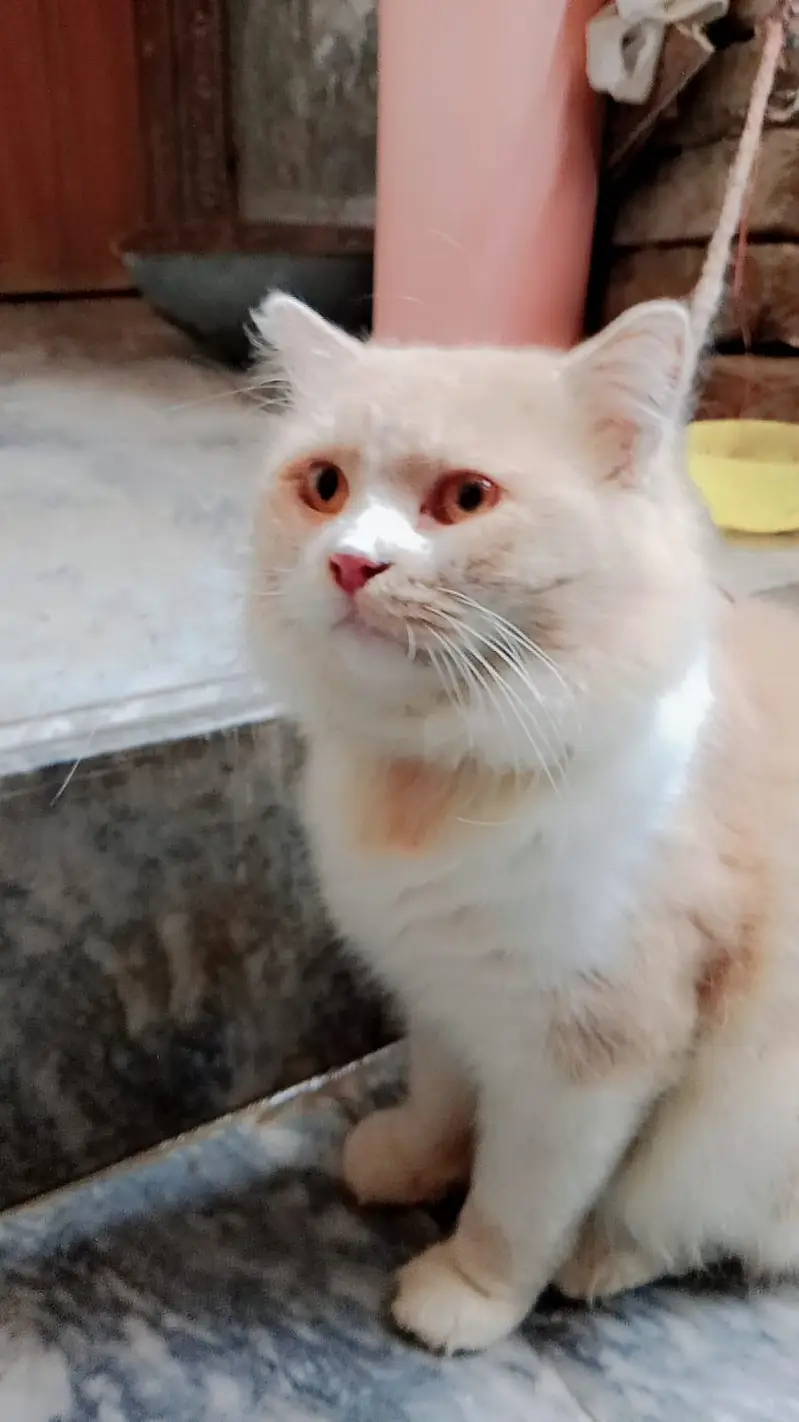 Persian Male Cat — photo 2
