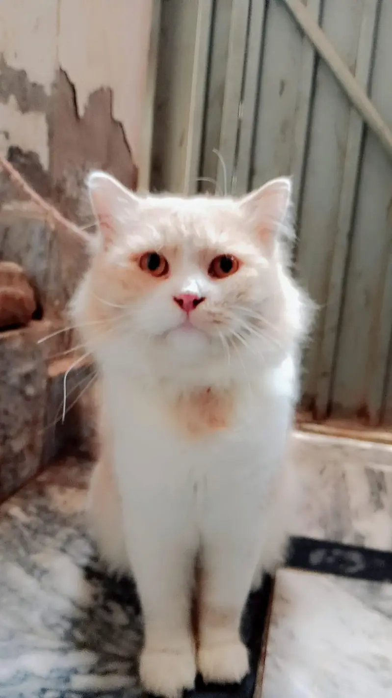 Persian Male Cat — photo 3