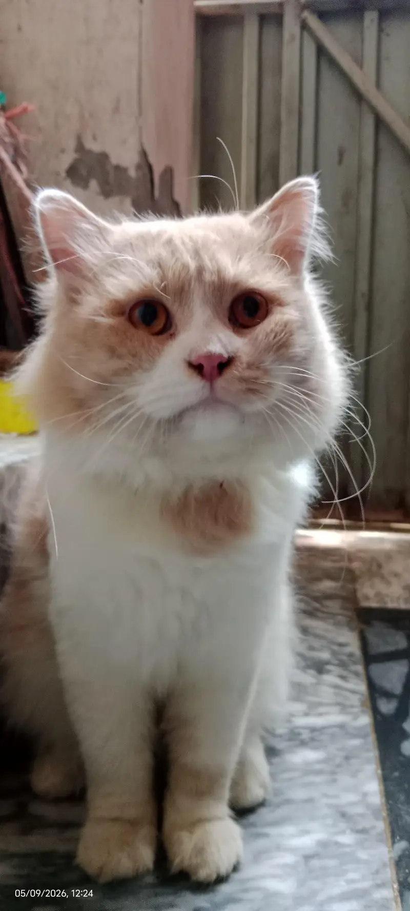 Persian Male Cat — photo 4
