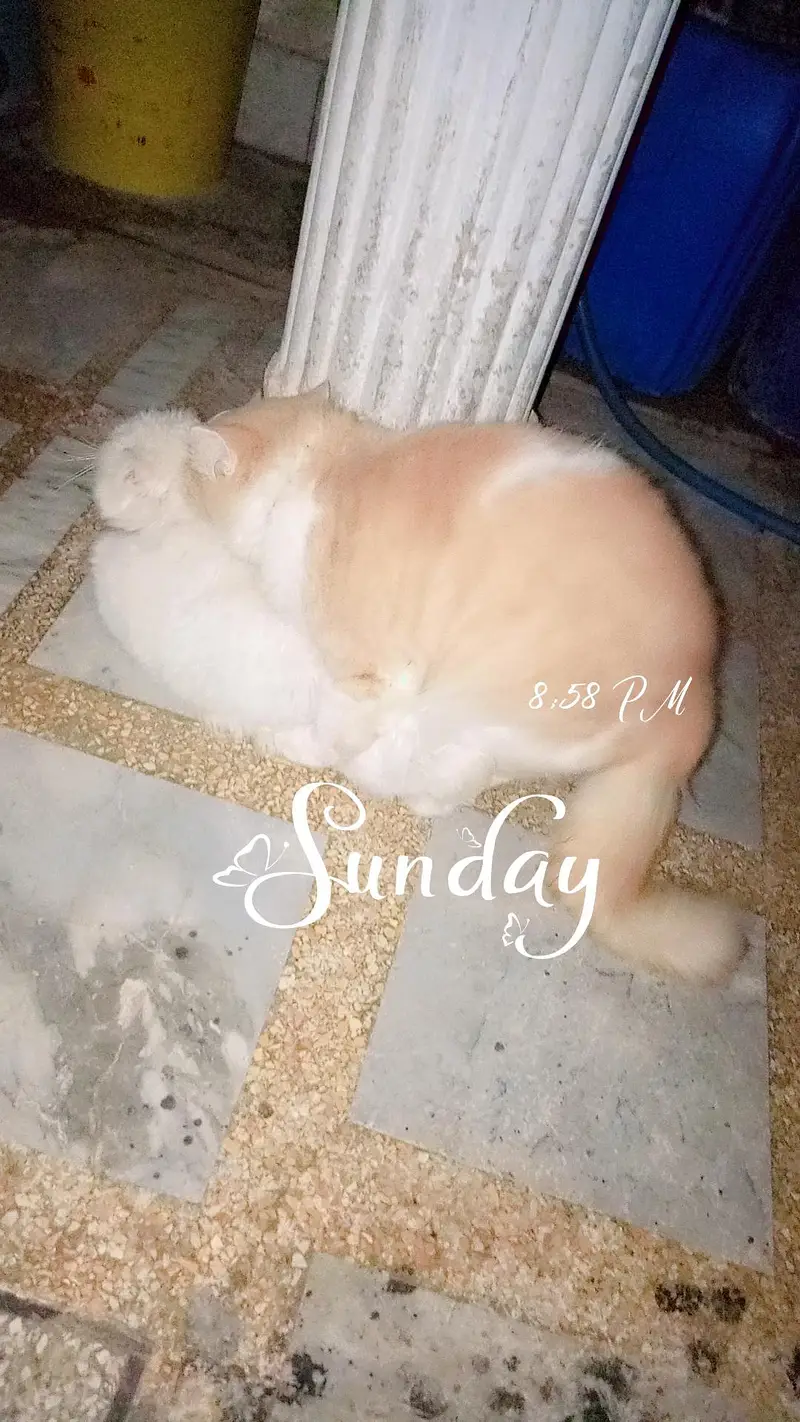 Persian Male Cat — photo 5
