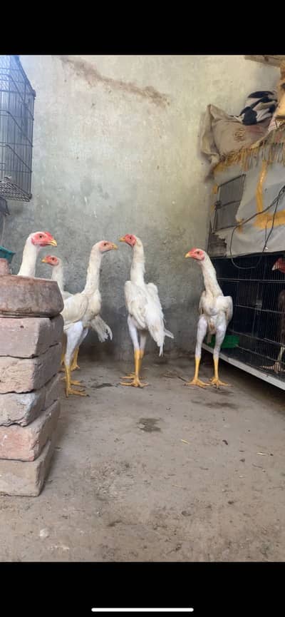 White shamo patha for sale