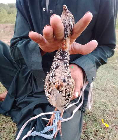 sindi patha available for sale location khushab