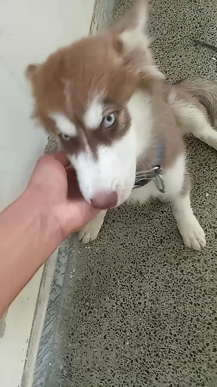 siberian dog — photo 3
