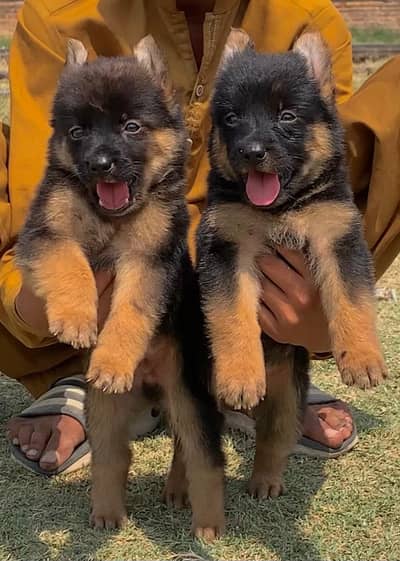 German Shepherd long coat pair available for sale
