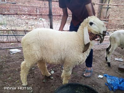 kajli sheep