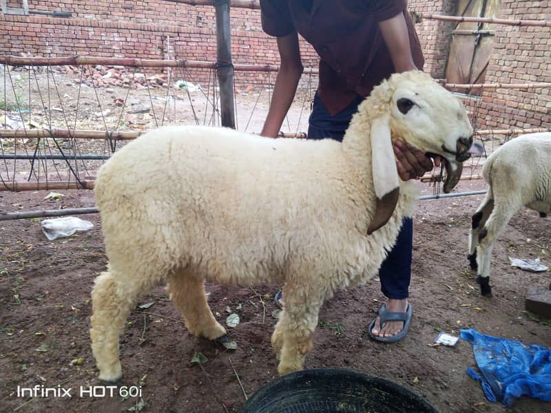 kajli sheep 0