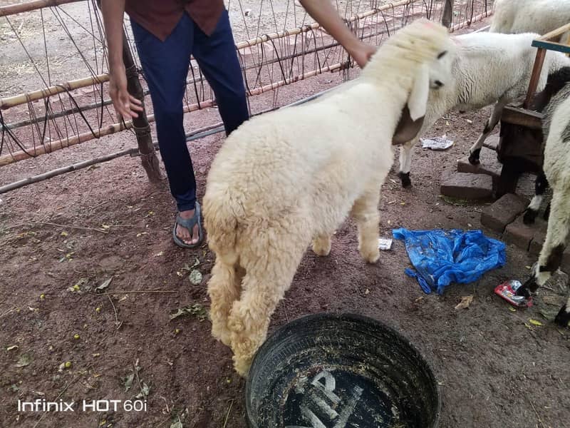 kajli sheep 1