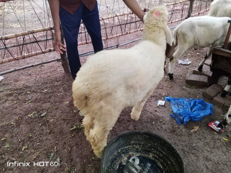 kajli sheep 2