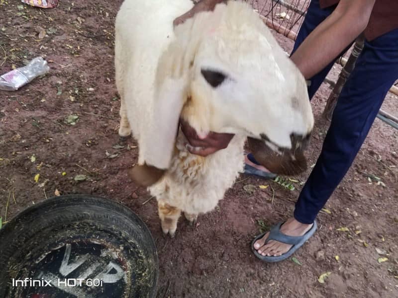 kajli sheep 3