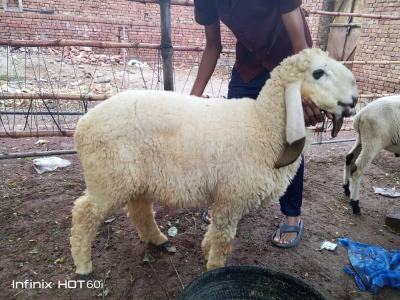 kajli sheep 4