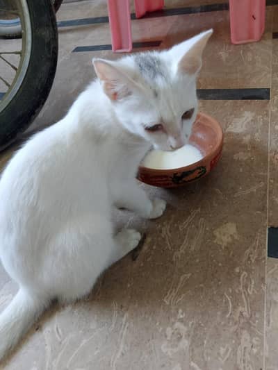 cat  for sale