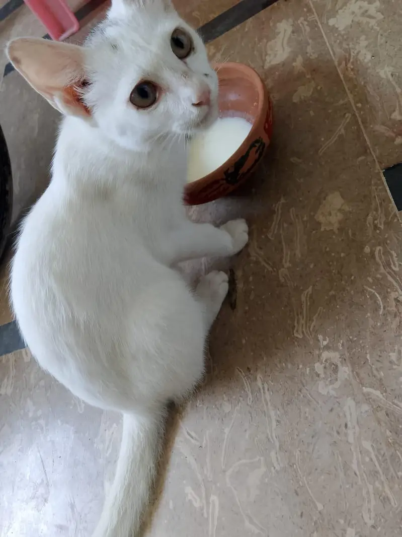 cat  for sale — photo 2