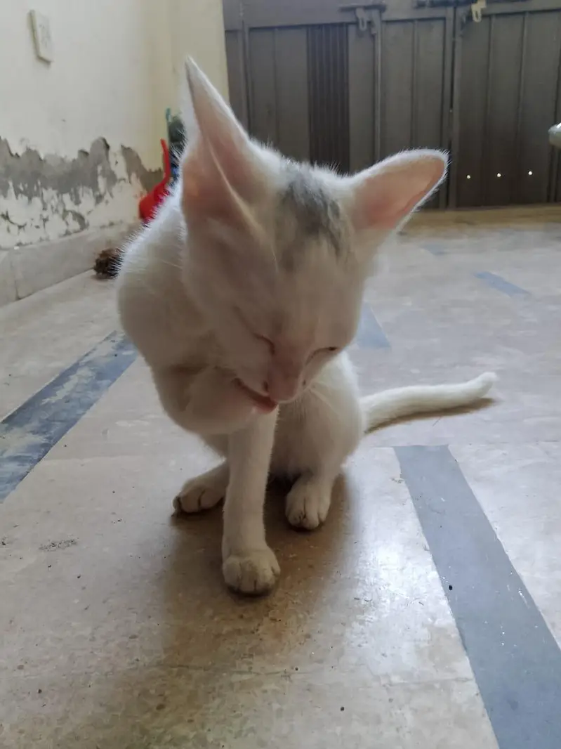 cat  for sale — photo 3