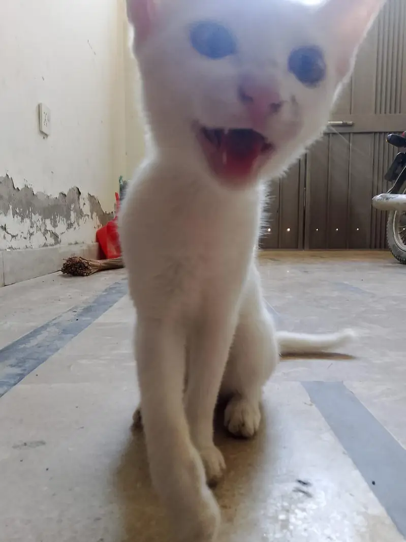 cat  for sale — photo 4