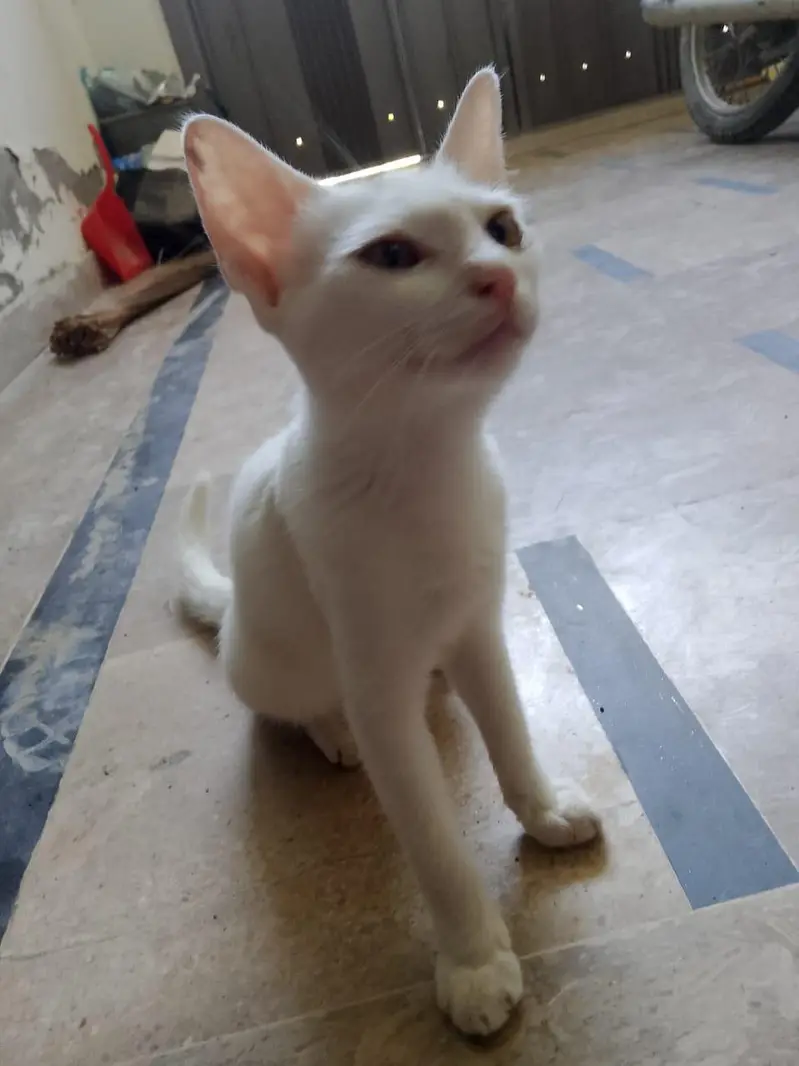 cat  for sale — photo 5