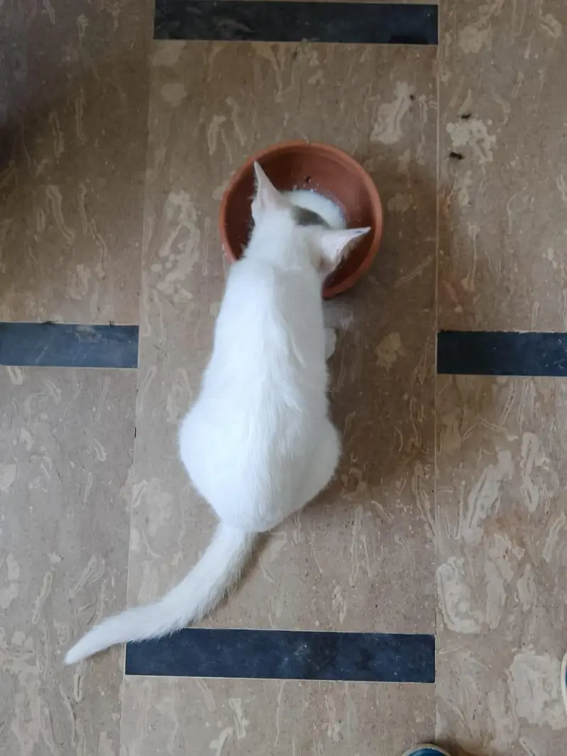 cat  for sale — photo 6